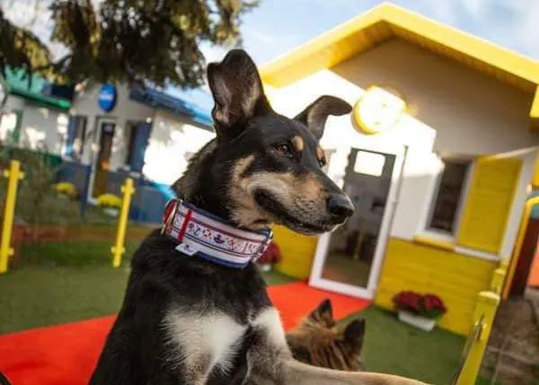 La Aldea de los Perros: una pequeña protectora donde los canes viven en coloridas casitas individuales