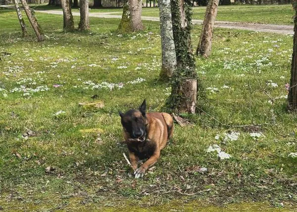 El perro de Alain Delon no va a ser sacrificado para ser enterrado junto al actor, seguirá viviendo con su familia