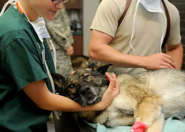 Un alto volumen de eutanasias animales genera pensamientos suicidas graves en los veterinarios