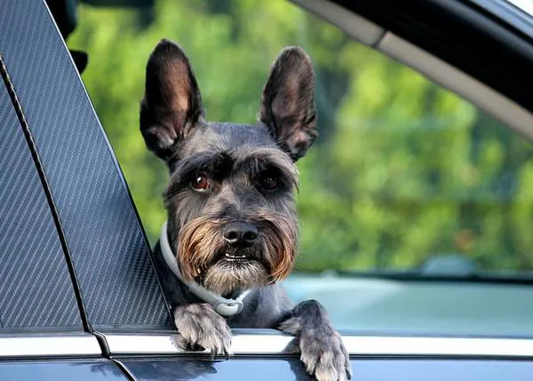 Animales de compañía y seguridad vial: riesgos y recomendaciones al viajar en coche con nuestro perro