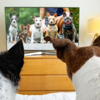 Los perros y la TV: prefieren ver programas donde hay …