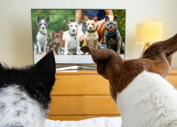Los perros y la TV: prefieren ver programas donde hay más animales, a ser posible otros canes, y menos personas