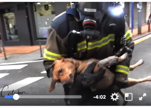 Impresionantes imágenes de los bomberos de Barakaldo luchando para reanimar a un perro tras un incendio