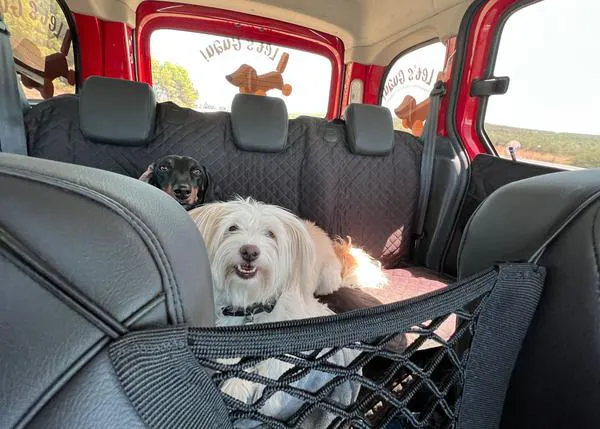 Viajar con perro en coche versión comedia: porque hay canes que son los mejores humoristas del mundo