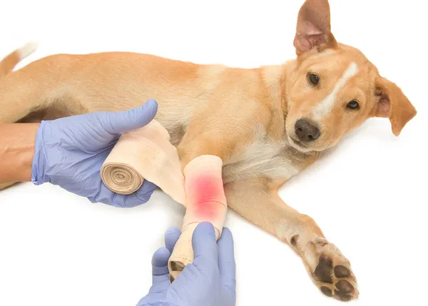 Heridas y traumatismos: consejos y primeros auxilios antes de ir al veterinario
