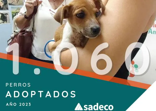 De perrera municipal a Centro de Sanidad y Bienestar Animal de Córdoba, una transformación en beneficio de perros y gatos