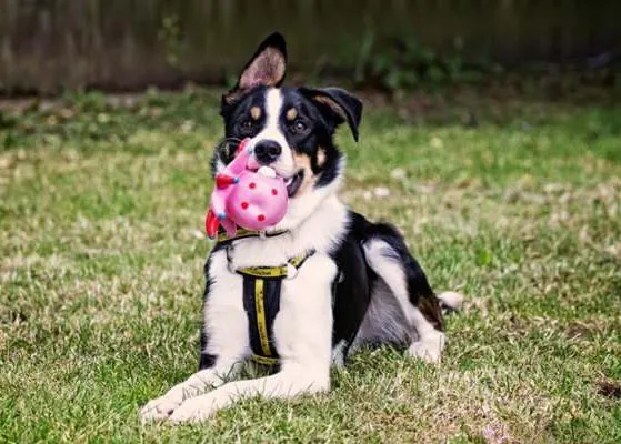 Un estudio demuestra la utilidad de los juguetes con olores para los perros, sobre todo los que están en protectoras