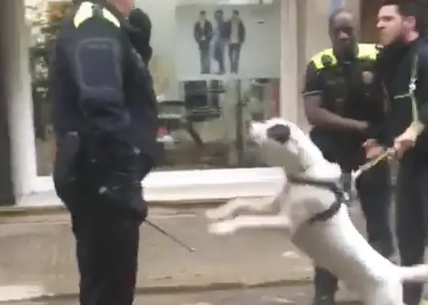 Denuncian la actuación violenta de un policía de Terrassa enfrentándose con un perro