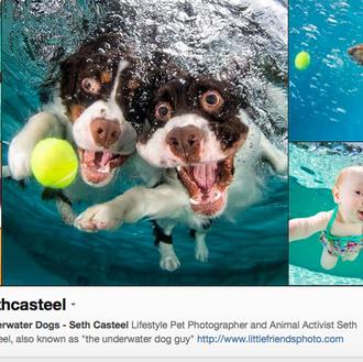 Las geniales fotos de canes acuáticos de Seth Casteel, también …