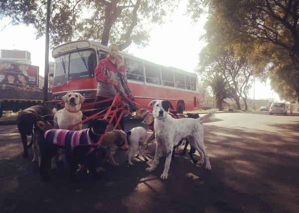 Un paseador de se ha hecho famoso porque recoge a los canes de #lamanadamaslindadebuenosaires ¡en un bus escolar!