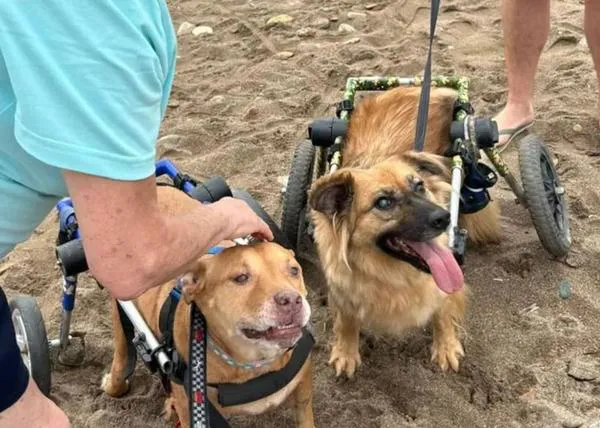 La excursión más chula del verano: los perros de BichosRaros en la playa canina