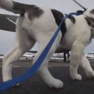 Cachorritos en avión: historias con final feliz con Pilots N …