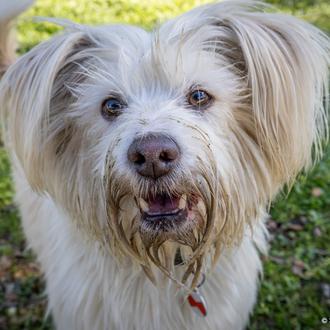 ¿Cómo conseguir que nuestros perros nos entiendan mejor? Combinando gestos …