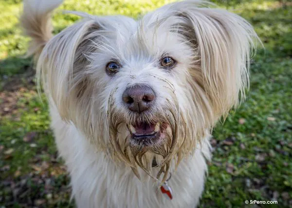 ¿Cómo conseguir que nuestros perros nos entiendan mejor? Combinando gestos y expresiones faciales al comunicarnos