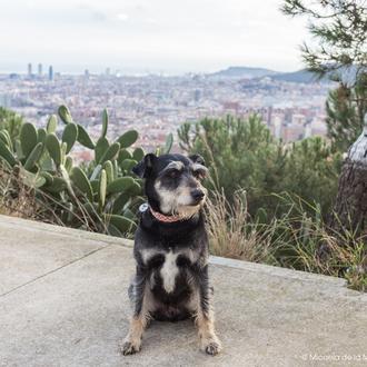 Adios a los perros sueltos, hola al Metro: cambios para …