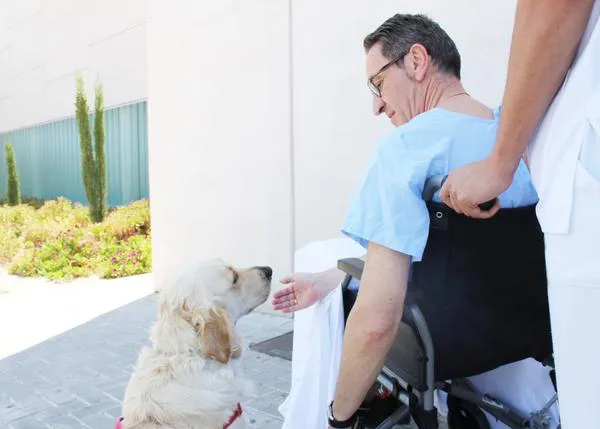 Los perros podrán visitar a sus familiares ingresados en algunos hospitales de Alicante