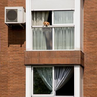 Desescalada con perro: cómo y cuándo pasear con los canes …