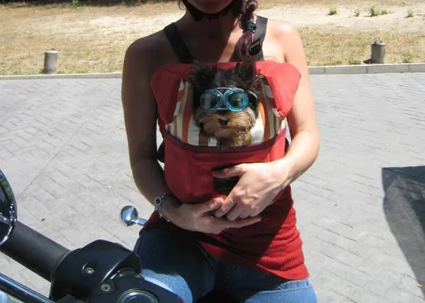 Los canes más veloces: o cómo viajar con perro... en moto