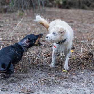 Redefiniendo la agresividad canina: una (muy interesante) charla del Dr …