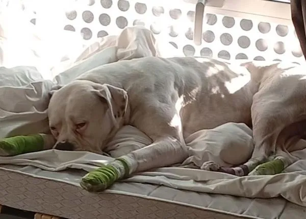 FlyTogether denuncia que otro perro ha pasado horas perdido en Barajas por la negligencia de una aerolínea