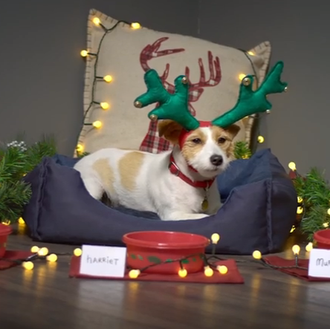 Espíritu navideño, versión perruna: una Jack Russell Terrier redecora su …