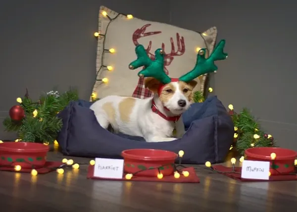 Espíritu navideño, versión perruna: una Jack Russell Terrier redecora su casa