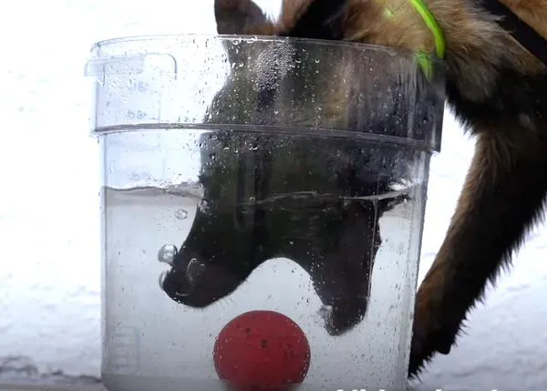 El cuidado cooperativo en perros: la inmersión VOLUNTARIA de la cabeza en agua es extremadamente eficaz ante un golpe de calor