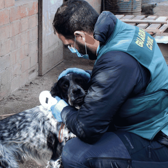 La Guardia Civil ha detectado 228 delitos de abandono animal …