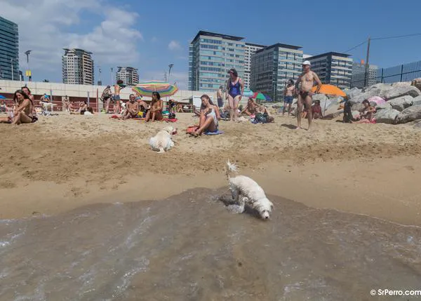La playa para perros de Barcelona abre el 27 de mayo y en 2023 será un 20% más grande