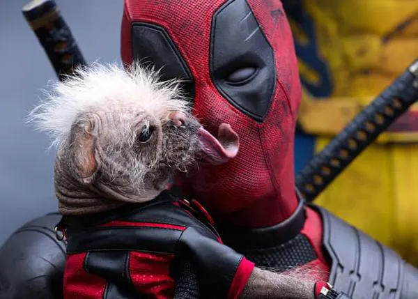 Dogpool, la estrella canina de Deadpool & Wolverine, es en realidad Peggy, cuyo talento es lamer la cara de Ryan Reynolds