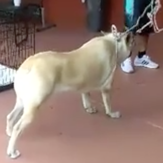 Una perra trata de evitar que su familia la entregue …