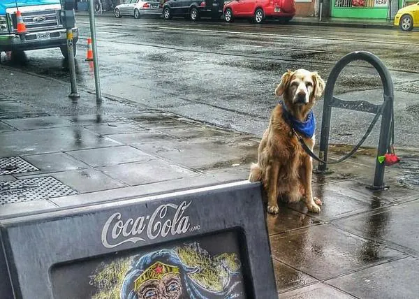 Perros tristes que esperan a sus humanos en el exterior de alguna tienda