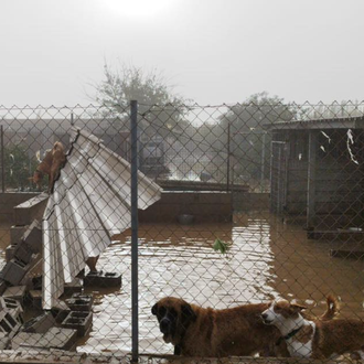 ANAA, Galgos 112 y FAPAM están en Valencia ayudando a …