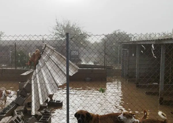 ANAA, Galgos 112 y FAPAM están en Valencia ayudando a las protectoras (y gestionan donaciones que irán a pequeñas asociaciones)