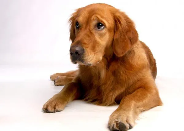 Campaña contra el cáncer canino y consejos prácticos para proteger a nuestros perros