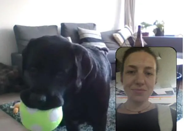DogPhone: el dispositivo que permite a los perros llamar a sus humanos (y viceversa)