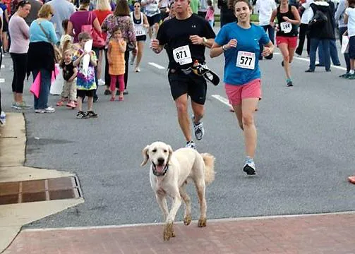 Dozer, el perro que se coló en un maratón y recaudó miles de dólares 