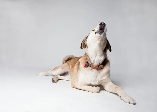 El dolor en los perros: síntomas y señales de que un can sufre alguna molestia