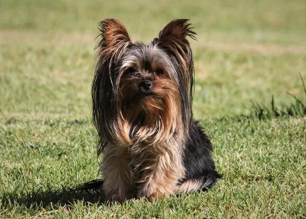 Grandes pequeños perros: cuidados específicos para canes de razas pequeñas