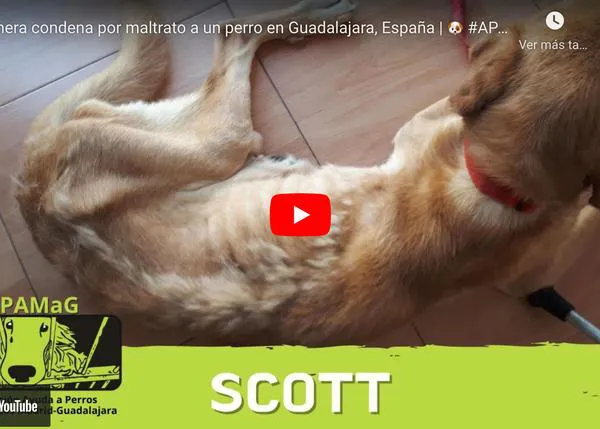 Primera condena por maltrato animal a un perro en la provincia de Guadalajara: el caso de Scott