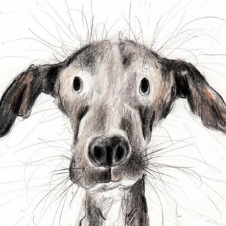 Los (maravillosos) retratos de perros llenos de pelos, energía feliz …