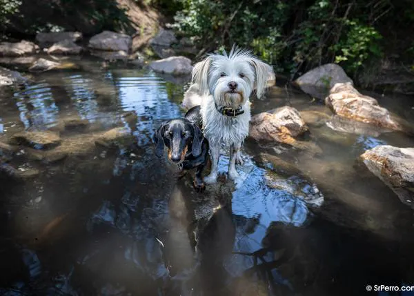 Las relaciones sociales serían mucho más importantes para la salud de los perros que el nivel de ingresos de su familia