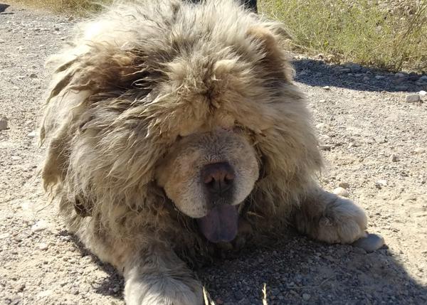 chow chow derramando mucho