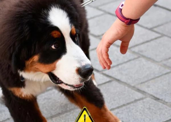 ¿Cómo saludar a un perro que no conoces? ¿Por qué NO debes extender la mano para que te huela?
