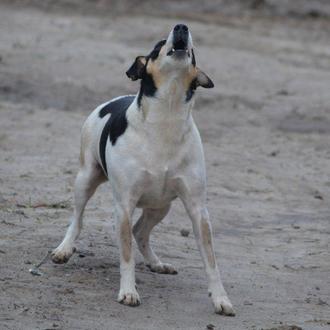 Las mordeduras caninas a adultos se han triplicado en el …