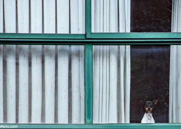 Pasear al perro, presunta actividad de riesgo ante el COVID-19 según un estudio de la Universidad de Granada