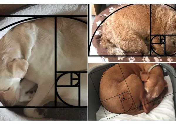 La secuencia de Fibonacci, la espiral áurea y los perros: una forma simpática de celebrar el #DíadeFibonacci