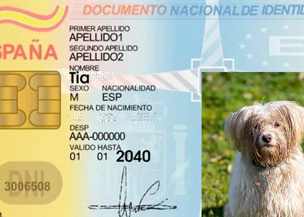 No, el 5 de enero 2022 NO ha entrado en vigor el DNI para perros y gatos en España