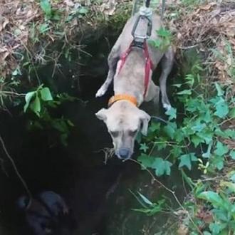 Una perra que había caído en una profunda cueva rescatada …