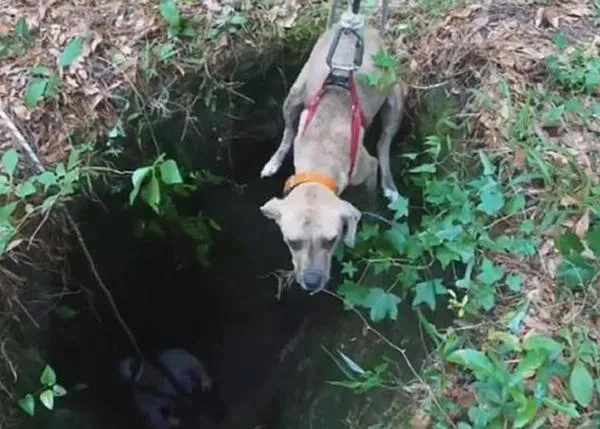 Una perra que había caído en una profunda cueva rescatada gracias a un senderista que escuchó sus ladridos